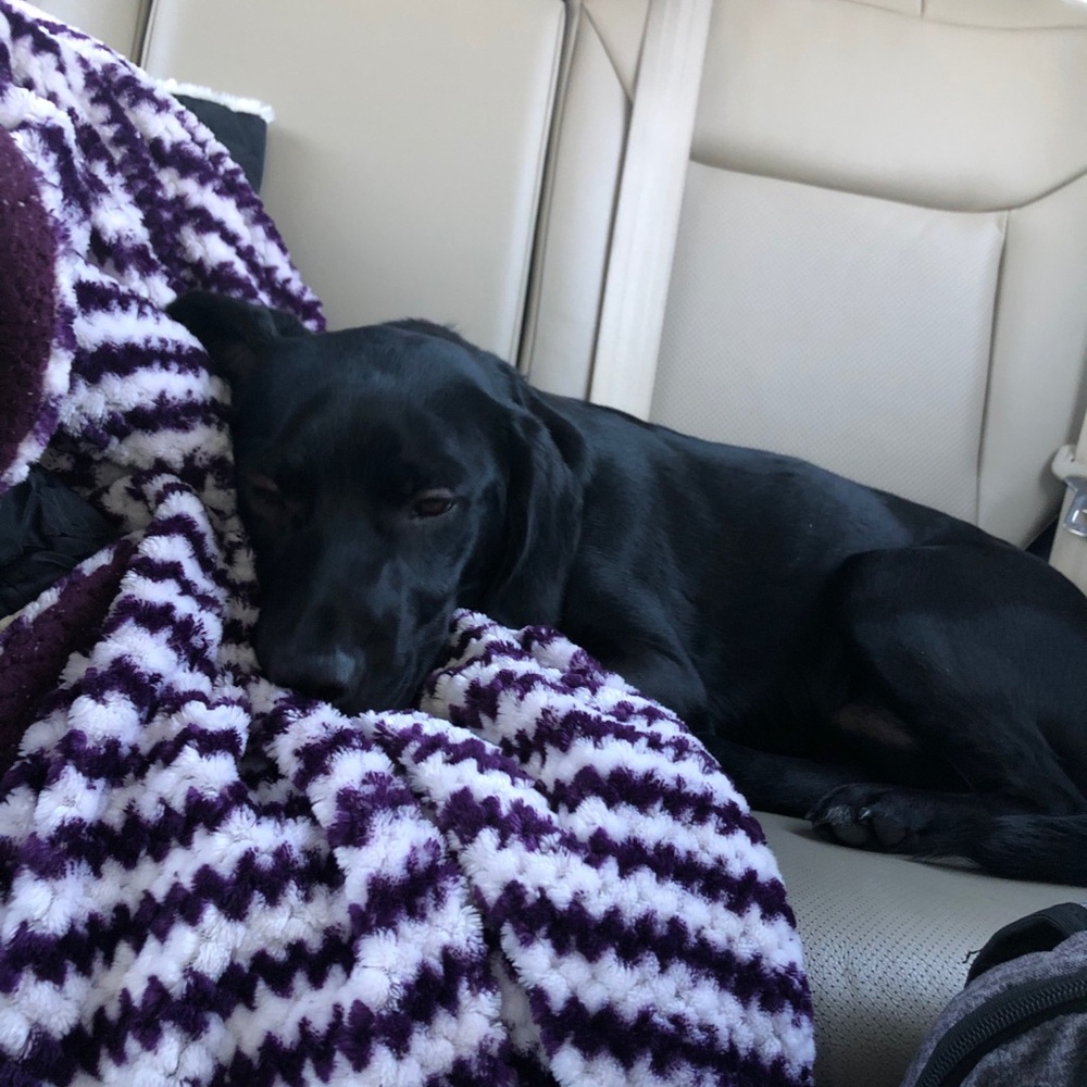 Meet your Posher, Lily